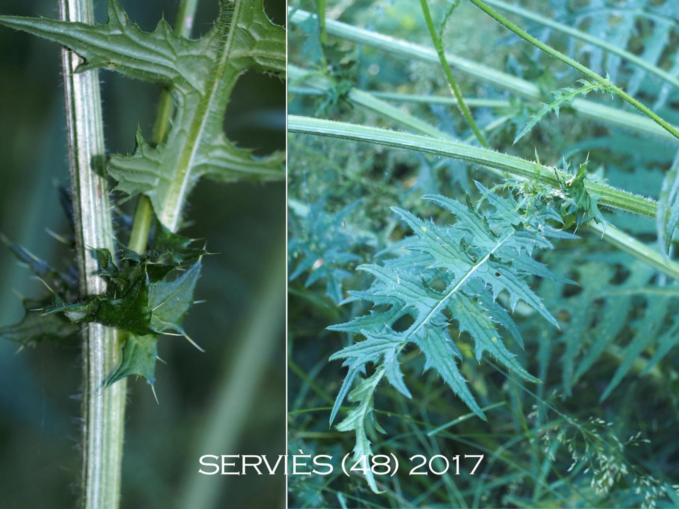 Thistle, Yellow melancholy leaf